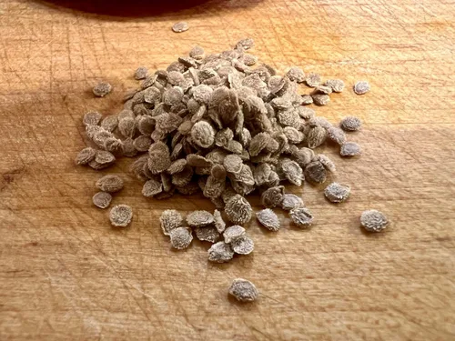 Vista 3 de Semillas de tomate Roma VF Heirloom Non GMO 250 Seeds Se envía en envases de papel reciclado compostable
