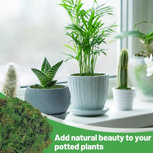 Vista 4 de Musgo verde natural de 10 onzas para plantas de interior, musgo real de bosque seco para manualidades, jardines de hadas artificiales, mosswall