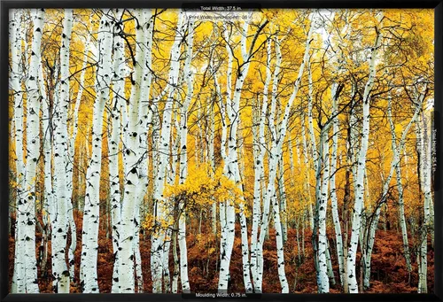 Vista 5 de AllPosters Póster de pared Aspen Grove - Marco amarillo sobre negro, 36 x 24 pulgadas
