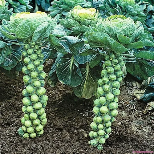 Vista 2 de Semillas Verduras Col de Bruselas Verde Col (Posible para Cultivar en Interior) - 150 Semillas