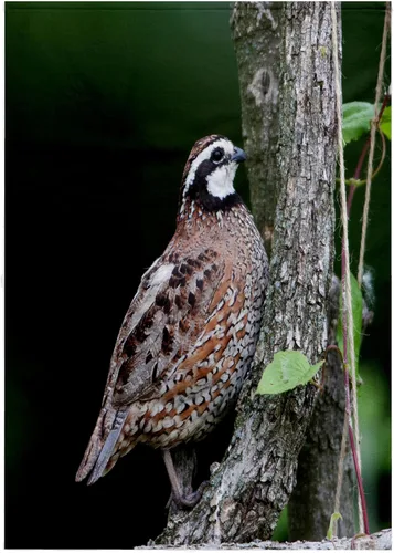 Vista 7 de 3dRose Northern Bobwhite Quail Male Calling, Marion Co. IL 11x12 Wash Cloth for Face and Body