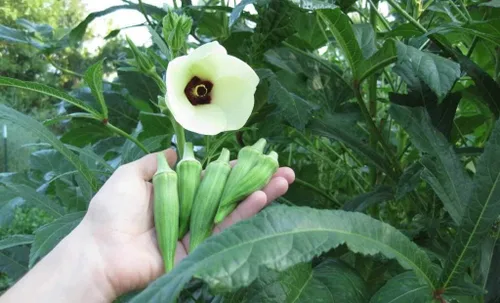 Vista 5 de Semillas Verde Okra Bamia (Dedo de Señora) Vegetales sin OMG para plantar