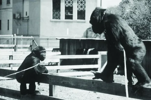 Vista 4 de Koko A Talking Gorilla (The Criterion Collection) DVD