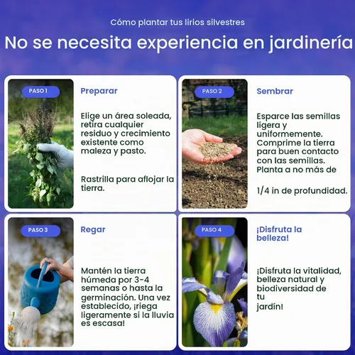 Vista 4 de Created By Nature Wild Iris Seeds, 400 semillas de flores perennes moradas