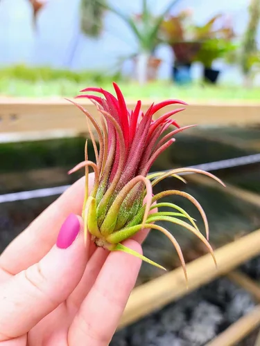 Vista 5 de Plantas de aire vivo – Grupo colgante de fuego Ionantha – Planta de aire de 2 a 3 pulgadas con 3 – 5 plantas – Color y forma varían según