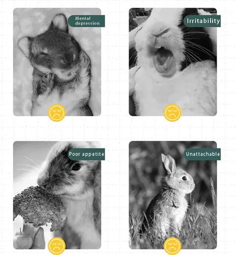 Vista 4 de Juguetes de conejo, 30 unidades, 3 sabores para rechinar dientes, juguetes masticables para hámsters, cobayas, chinchillas 30Pcs