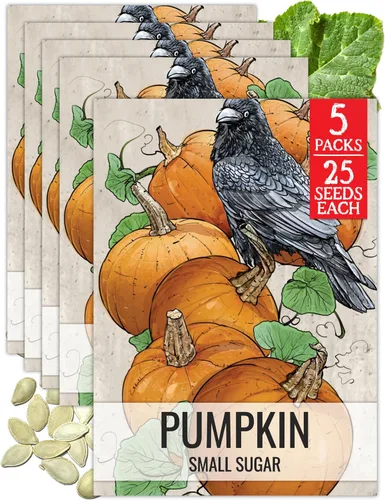 Vista 28 de Seed Needs Semillas de calabaza para plantar calabazas pequeñas de tarta de azúcar, semillas de verduras sin OMG y sin tratar para plantar un huerto