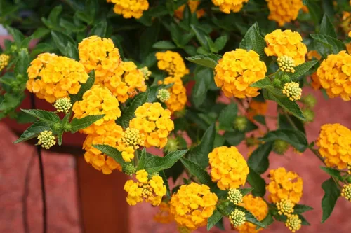 Vista 3 de Planta de Lantana Dorada, maceta de 2 pulgadas, flores Lantana para plantar