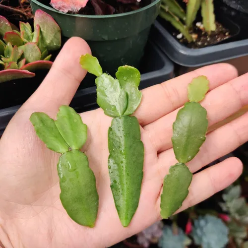 Vista 7 de Esquejes de plantas sin raíz de USKC (3 piezas Tradescantia Flumenisis 'Lavender' sin raíces)