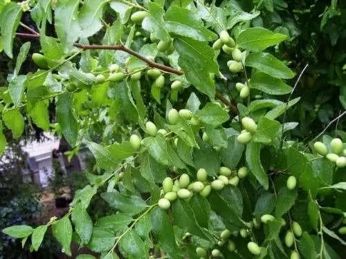 Vista 4 de 20 semillas de flores amarillas de azufaifo comestibles de azufaifo de azufaifo chino rojo