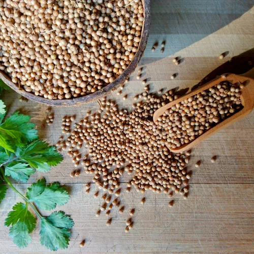 Vista 4 de Semillas de cilantro (Ocio) (300 Semillas)