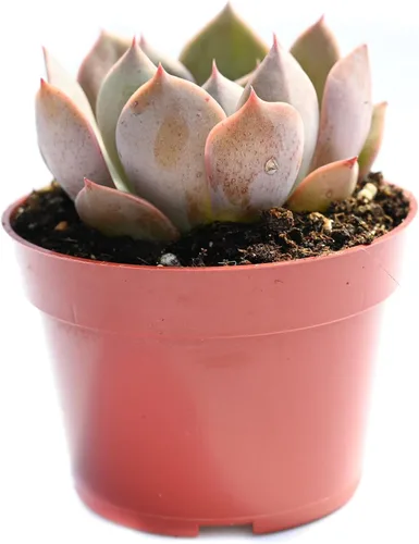 Vista 14 de Planta suculenta Echeveria viva - Suculenta Echeveria de 4 pulgadas (Echeveria Branco)