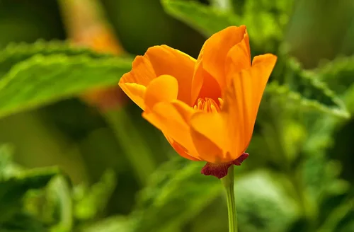 Vista 7 de California Poppy Kit de cultivo de semillas de flores The Jonsteen Company
