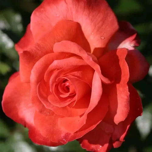 Vista 5 de Rose Bush - Planta viva, fragante té híbrido, planta de rosas bien enraizadas, 5-10 pulgadas de alto para plantar en interiores y exteriores