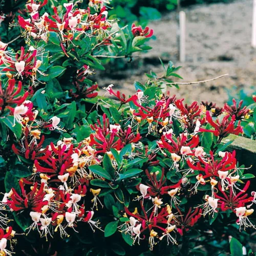 Vista 2 de Serotina Belgica Honeysuckle Vine - Late Dutch - Lonicera - Maceta de 2.5" - Fragante