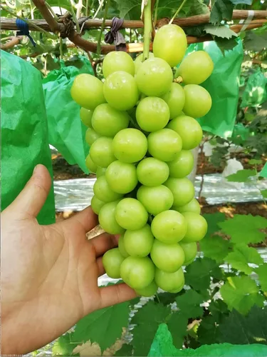 Vista 3 de Planta moscatel Shine Planta de 2 años (, ) Raíz desnuda Se envía desde Nueva Jersey