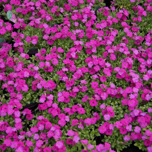 Vista 5 de Semillas de Berro Rosa Aubrieta Colgante Escalada Flores Perennes al Aire Libre para Plantar
