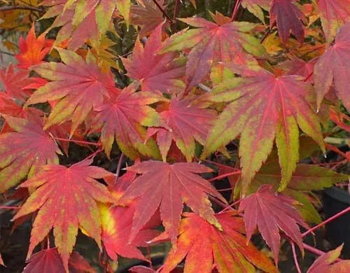 Vista 2 de Garden Glory Luna Llena Arce Japonés Árbol de 3 años
