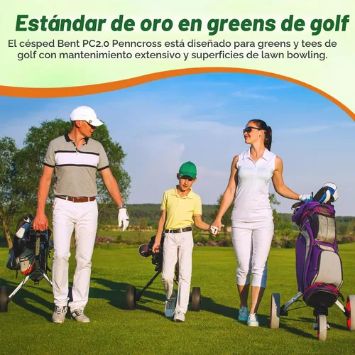 Vista 6 de Outsidepride PC2.0 (Penncross) - Semillas de césped dobladas rastreras – 1 libra de grado de campo de golf premium, densas y resistentes al desgaste