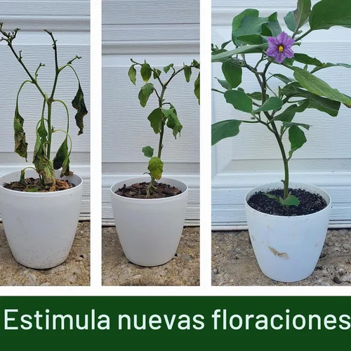 Vista 5 de Elm Dirt Bloom Juice - Potenciador líquido de floración para flores y tomates, 32 onzas
