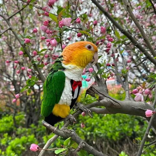 Vista 4 de Pañales para pájaros, arnés para pájaros, trajes de vuelo con correa voladora de 80 pulgadas, pañal de loro con capa interior impermeable para orina