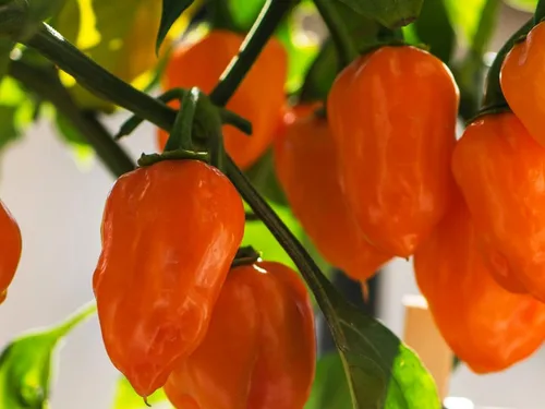 Vista 7 de Más de 35 semillas de pimiento picante para plantar habanero fantasma, mezcla de semillas de pimiento fantasma, rojo, naranja, amarillo, semillas