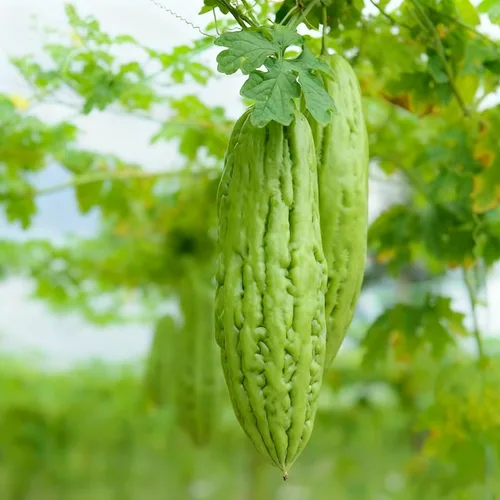 Vista 3 de 30 semillas de melón amargo para plantar, semillas anuales de Momordica, semillas de melón amargo sin OMG para el hogar, jardín al aire libre