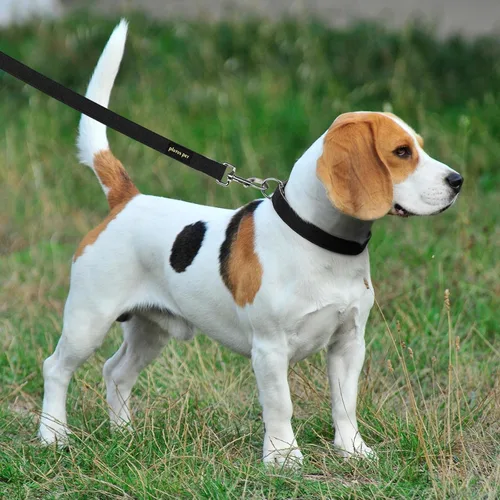 Vista 6 de Collar y correa para perro de algodón y cáñamo Plutus Pet, collar ajustable para perros pequeños, medianos y grandes, resistente y suave en la piel