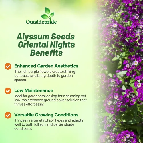 Vista 3 de Outsidepride Oriental Nights Alyssum Seeds - 5000 semillas anuales, tolerantes a la sequía y aptas para polinizadores con flores de miel fragantes