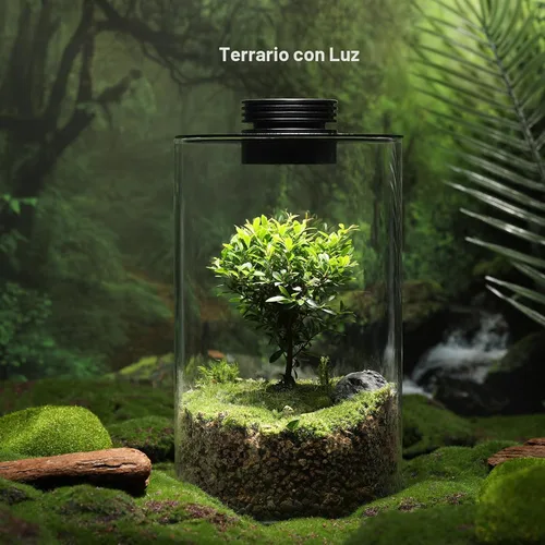 Vista 2 de Terrario de Vidrio de Escritorio con Luz de Crecimiento (Altura: 9.8" Diámetro: 5.9"), para Suculentas, Musgo, Jardinería en Miniatura, Acuario