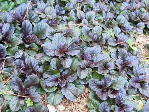 Vista 13 de Greenwood Nursery: Plantas vivas de cobertura del suelo - Bugleweed Blueberry Muffin + Ajuga Reptans - [Cantidad: 1x Maceta de Pinta]