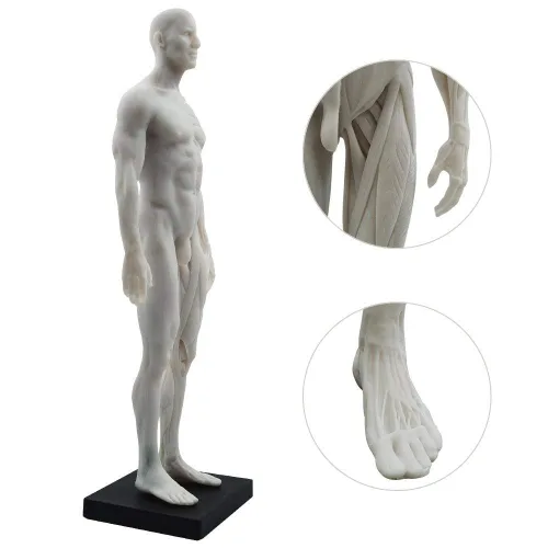 Vista 9 de BONEW Modelo del cuerpo de la cabeza del cráneo de la anatomía anatómica humana de la resina de los 30CM del hueso del músculo del modelo masculino