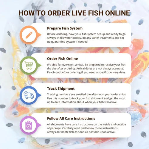 Vista 5 de Toledo Goldfish White Comet Goldfish, blanco sólido con salpicaduras de rojo, perfecto para estanques, acuarios o tanques, 3-4 pulgadas, 5