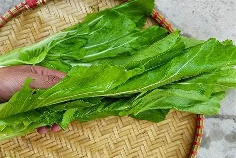 Vista 3 de Más de 750 semillas de bambú de hoja grande GAI Choi Mostaza Verde Junio de 2021 Prueba Cải