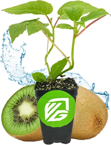 Vista 10 de Wellspring Gardens - Planta viva Issai Kiwi Vine (paquete de 1)