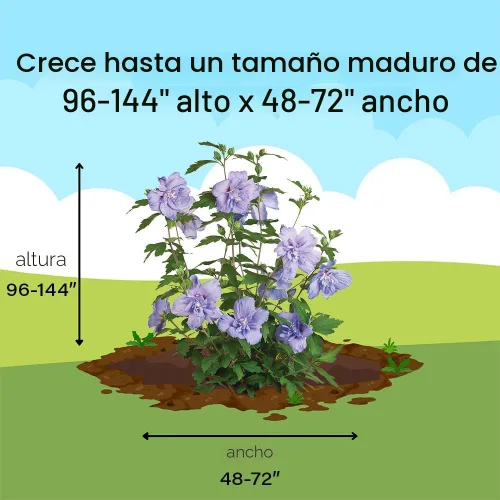 Vista 9 de s 2 Gal. Rosa de gasa azul de Sharon (Hibisco) Arbusto