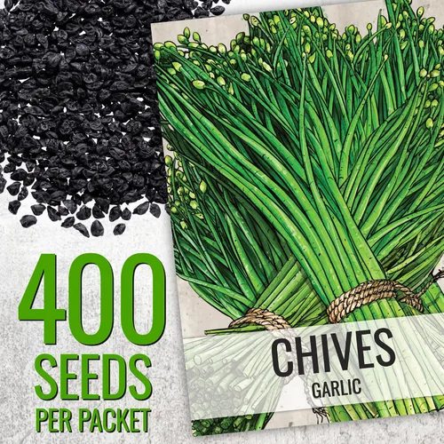 Vista 3 de Seed Needs Semillas de cebollino para plantar ajo y hierbas comunes de cebollino, herencia sin OMG y semillas de jardín sin tratar para plantar un