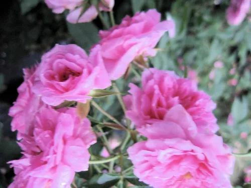 Vista 6 de Caldwell Pink Rose Bush - Raíz antigua reliquia propia - Rosa Hybrid - Planta viva - Flor doble perpetua fragante - Emerald Goddess Gardens