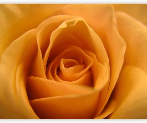 Vista 8 de artgeist Mural de pared con rosas de 138 x 106 pulgadas, papel tapiz no tejido de forro polar para decoración de pared, impresión fotográfica, #05