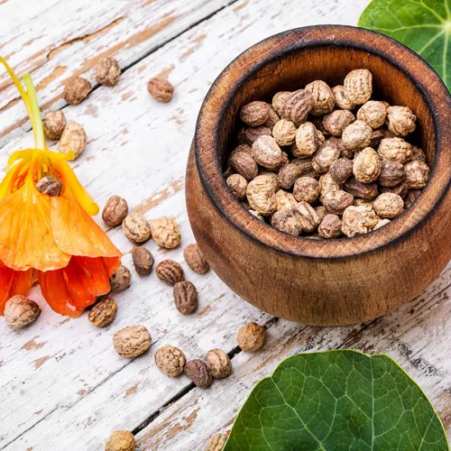Vista 5 de Eden Brothers Semillas de Nasturtium - Semillas de Alaska Gold sin transgénicos para plantar, 1 onza Semillas de flores de bajo mantenimiento