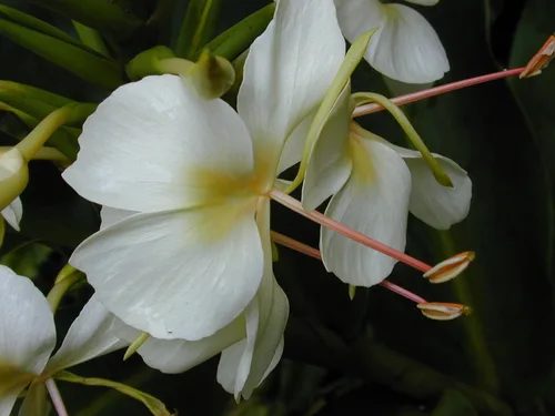 Vista 3 de Fragante - Mariposa Arbusto - Jengibre Blanco Flor Cubana Na'tl - Raíz de jengibre #Z301