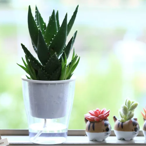 Vista 6 de Paquete de 8 macetas transparentes de 5.1 pulgadas de color violeta africano, tamaño mediano, macetas de plástico con mecha para plantas