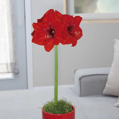 Vista 5 de Kit de bulbos de amarilis pre-maceta Chalily: León Rojo en impresionante maceta de cerámica roja rubí SIN necesidad de plantación Flores