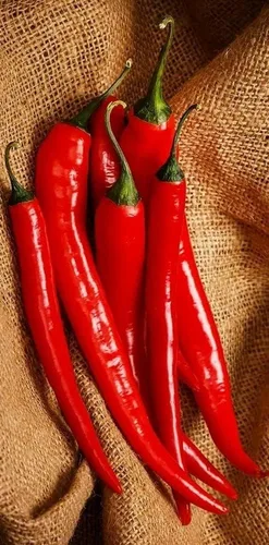 Vista 2 de Semillas Fuego Pimiento Caliente Chili Heirloom Vegetal para plantar sin OMG