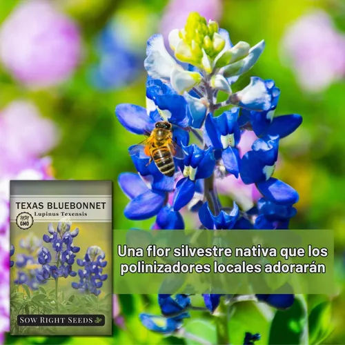 Vista 5 de Sow Right Seeds - Semilla de Bluebonnet de Texas para plantar jardín