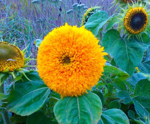 Vista 2 de Semillas Oso De Peluche Girasol Enano Ornamental Flores Anuales
