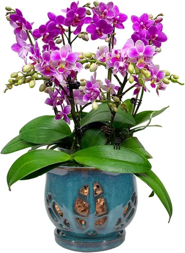 Vista 11 de W&W Maceta de orquídeas con agujeros y platillo para trasplantar, azul, 6.5 pulgadas