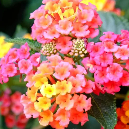 Vista 5 de 2 plantas Lantana vivas, en maceta, color rosa brillante, plantas vivas para plantar al aire libre, plantas Lantana arrastradas, planta Lantana