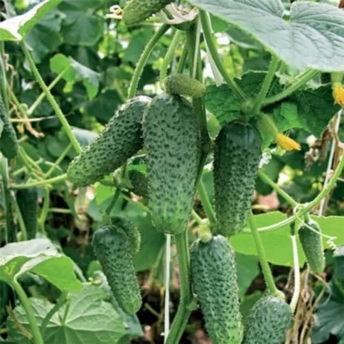 Vista 5 de Pepino Pepino Semillas Tipo Arbusto para Decapado Vegetal para Plantar Semillas No GMO 40