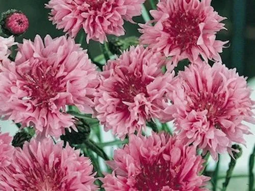 Vista 2 de Botón de soltero, semillas rosas altas, 100 semillas, hermosas flores de color rosa brillante.